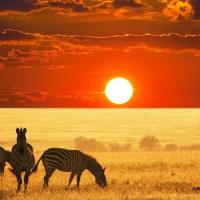 Кения - Сафари в Кения 2026