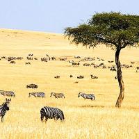 Кения - Сафари в Кения 2026