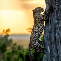 Кения - Сафари в Кения 2026