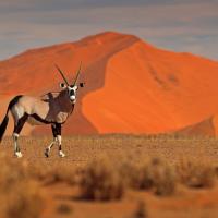 ЕКСКУРЗИЯ ДО НАМИБИЯ