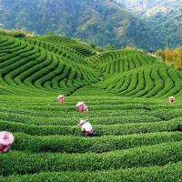 ШРИ ЛАНКА - ЗАВЛАДЯВАЩ РАЙСКИ ОСТРОВ