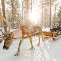 При Дядо Коледа - Лапландия
