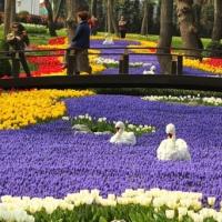 Фестивал на лалето в Истанбул 2026 (2 нощувки с нощен преход)